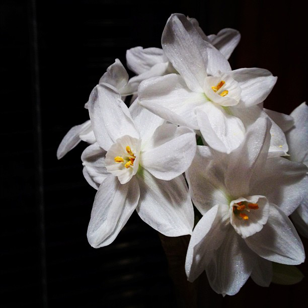 Paperwhites in my kitchen