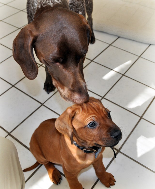 Bailey delicately sniffs Barrett's head