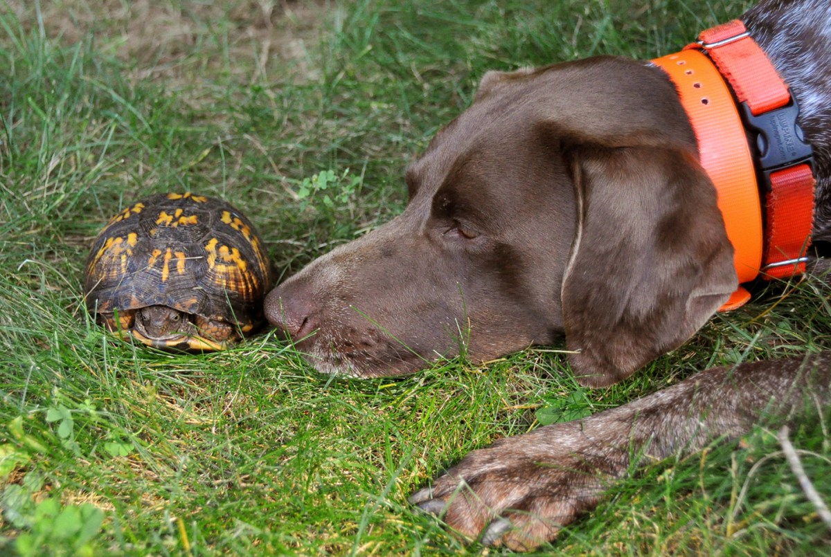 Bailey and her turtle: "delicate"