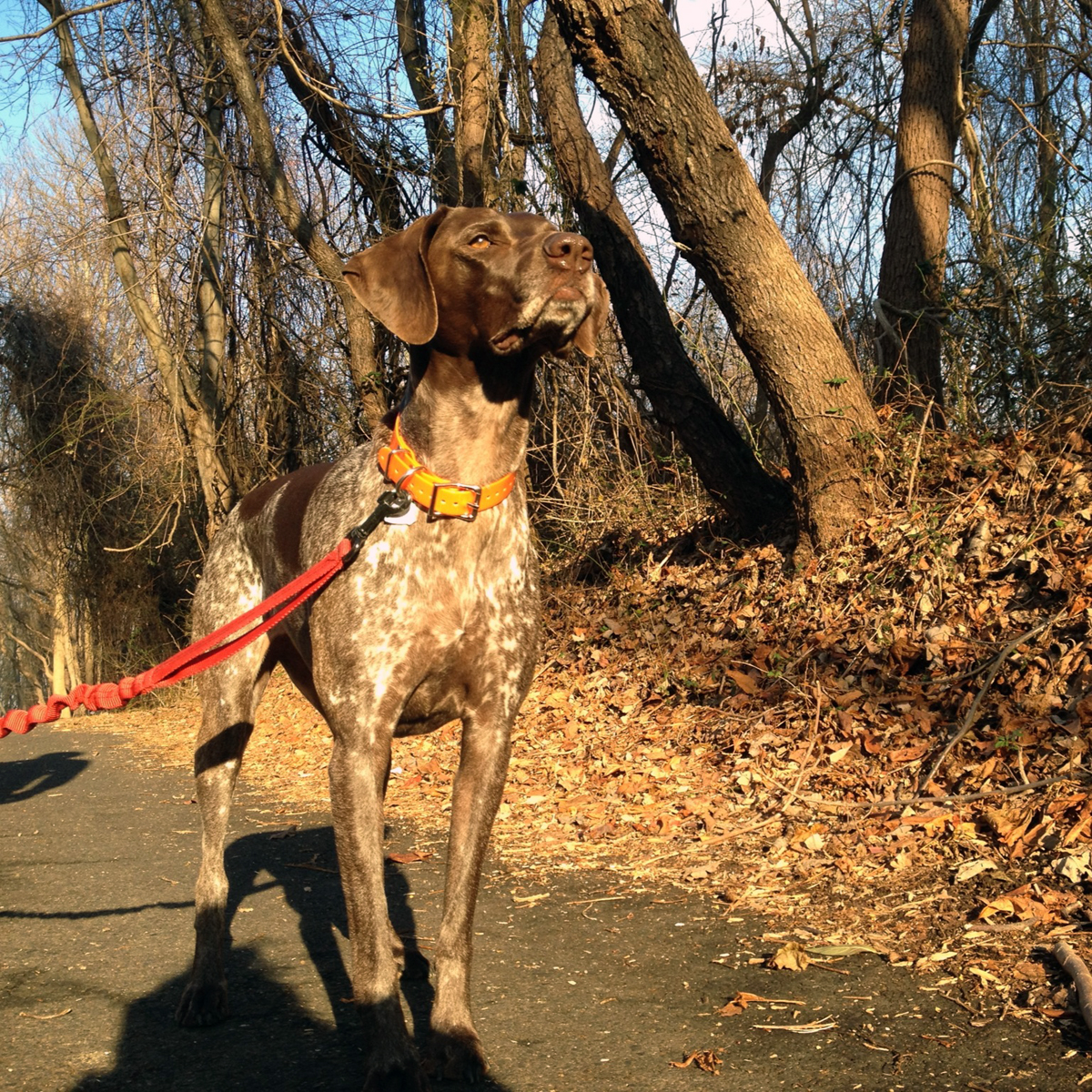 Bailey on the paved 4.5 mile trail