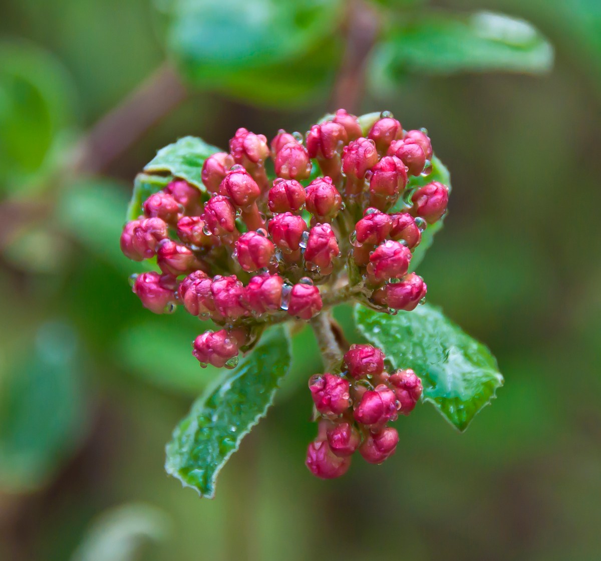 Changing Seasons: Viburnum Buds