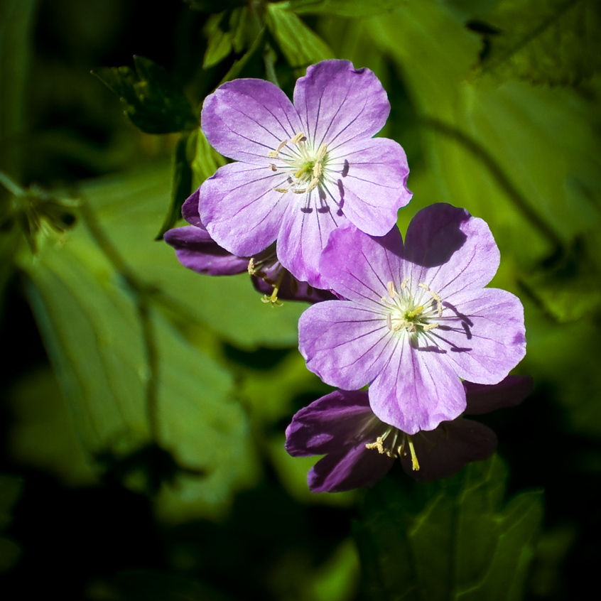 Wild Geraniums on the 4.25 mile hiking trail