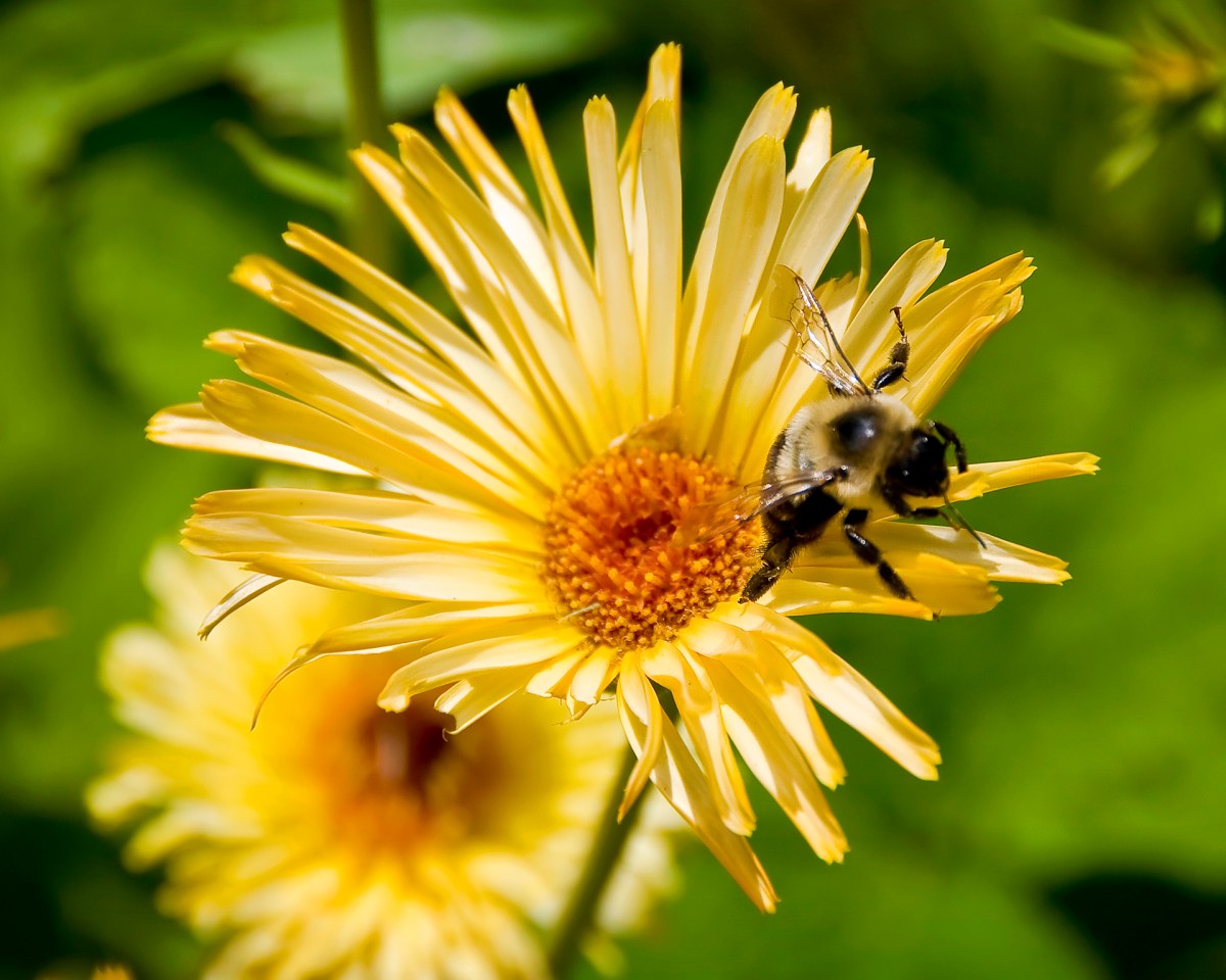 "Delicate" - Bee on a Yellow Flower