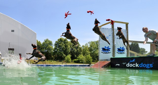 Bailey the Little GSP competing in Big Air