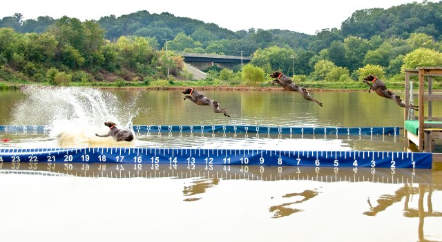 Bailey the Little GSP competing in Big Air