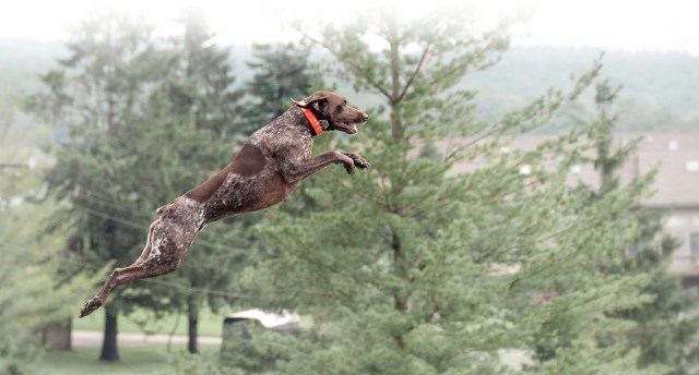 Bailey the Little GSP!
