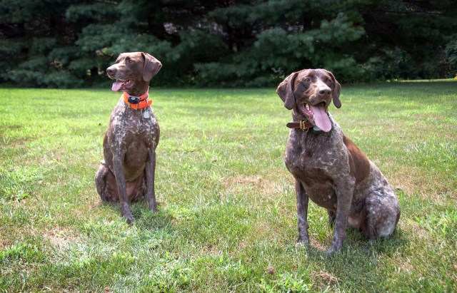 371 Bailey and Bella looking different ways