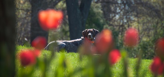 Hiding behind the tulips