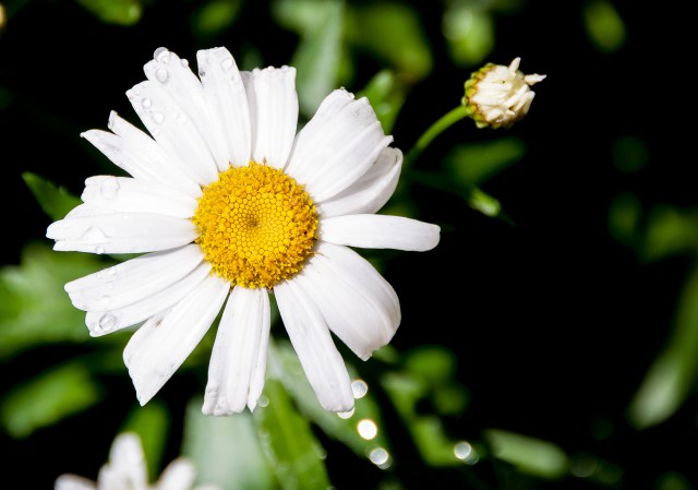 White Shasta Daisy