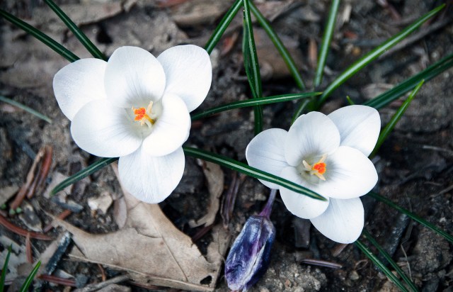 White Crocuses... they'll be blooming in just a few weeks!!!!