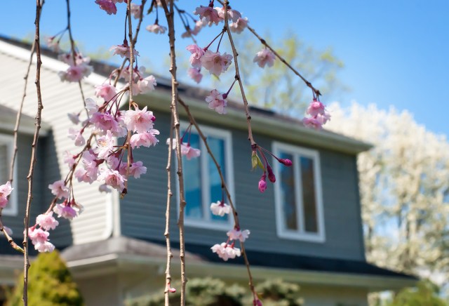 Springtime at our house