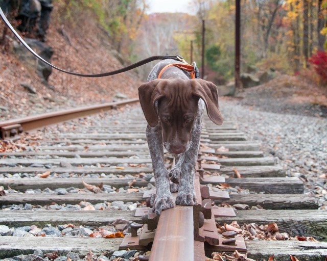 Piper on the train tracks 2