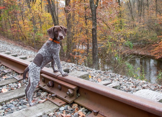 Piper on the train tracks 3
