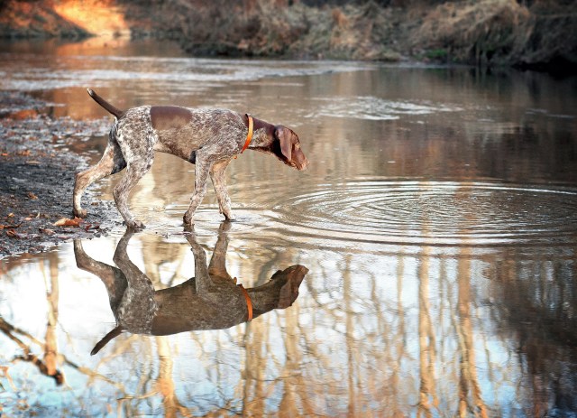 Piper and her reflection in Ridley Creek