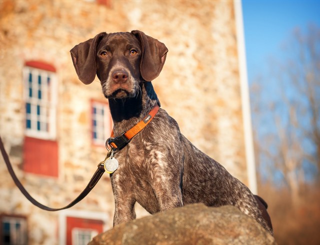 2834 Piper at Okehocking