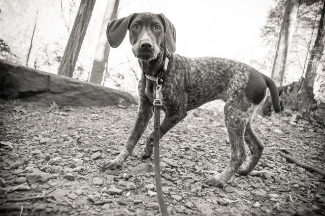 Piper having fun on the hike