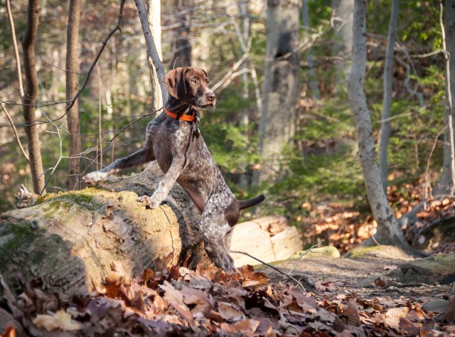 Piper's Famous Photo