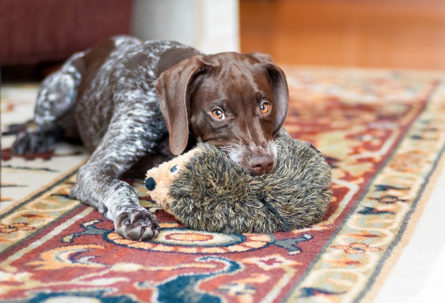 The Piper and the hedgehog