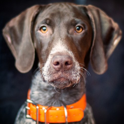 02 Piper's 5 month mug shot