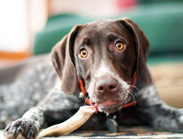 03 'what puppy antics??'