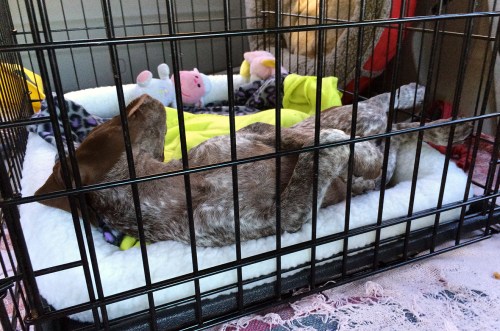 PIper slept through most of the 15 hour ride home.