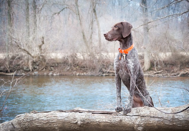 Piper at the Brandywine