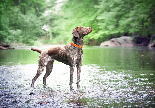 Chester Creek 5-9-15