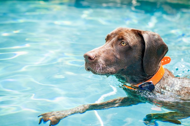 00 Piper in the pool