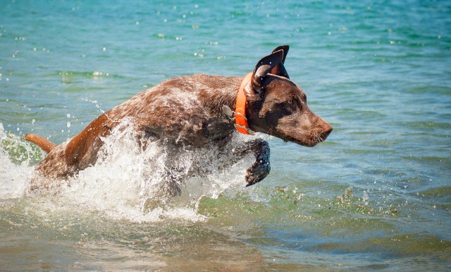 131 Piper galloping thru the water