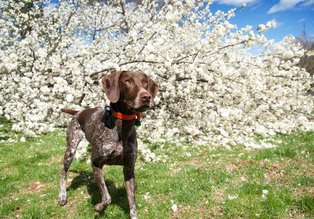 1041 Piper and her fallen tree