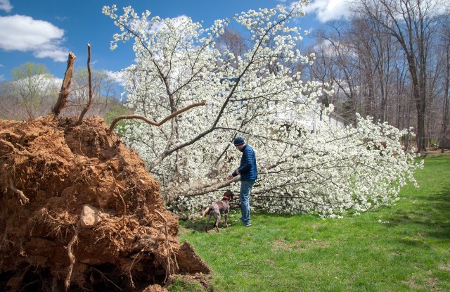 943 The tree, Piper and Matt