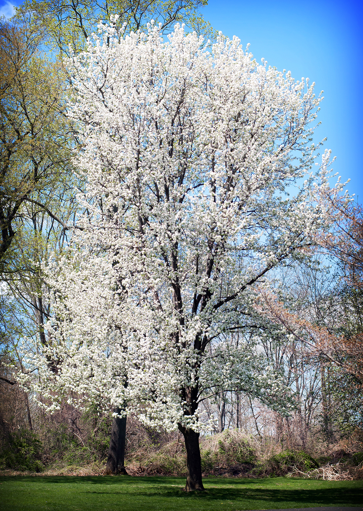 Bradford Pear in its former glory