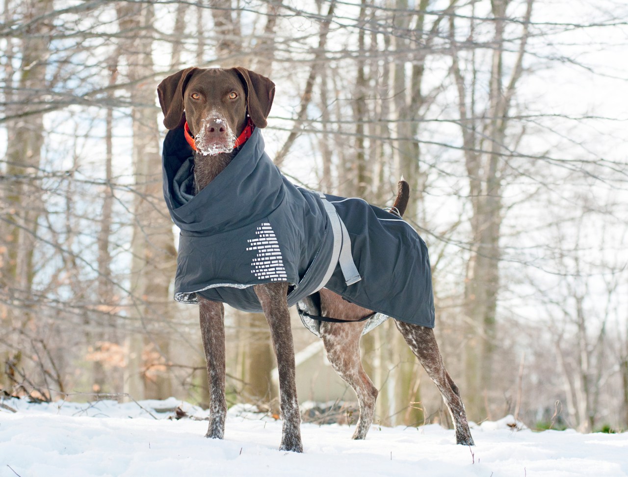Review Hurtta Extreme Warmer Dog Jacket The Little GSP