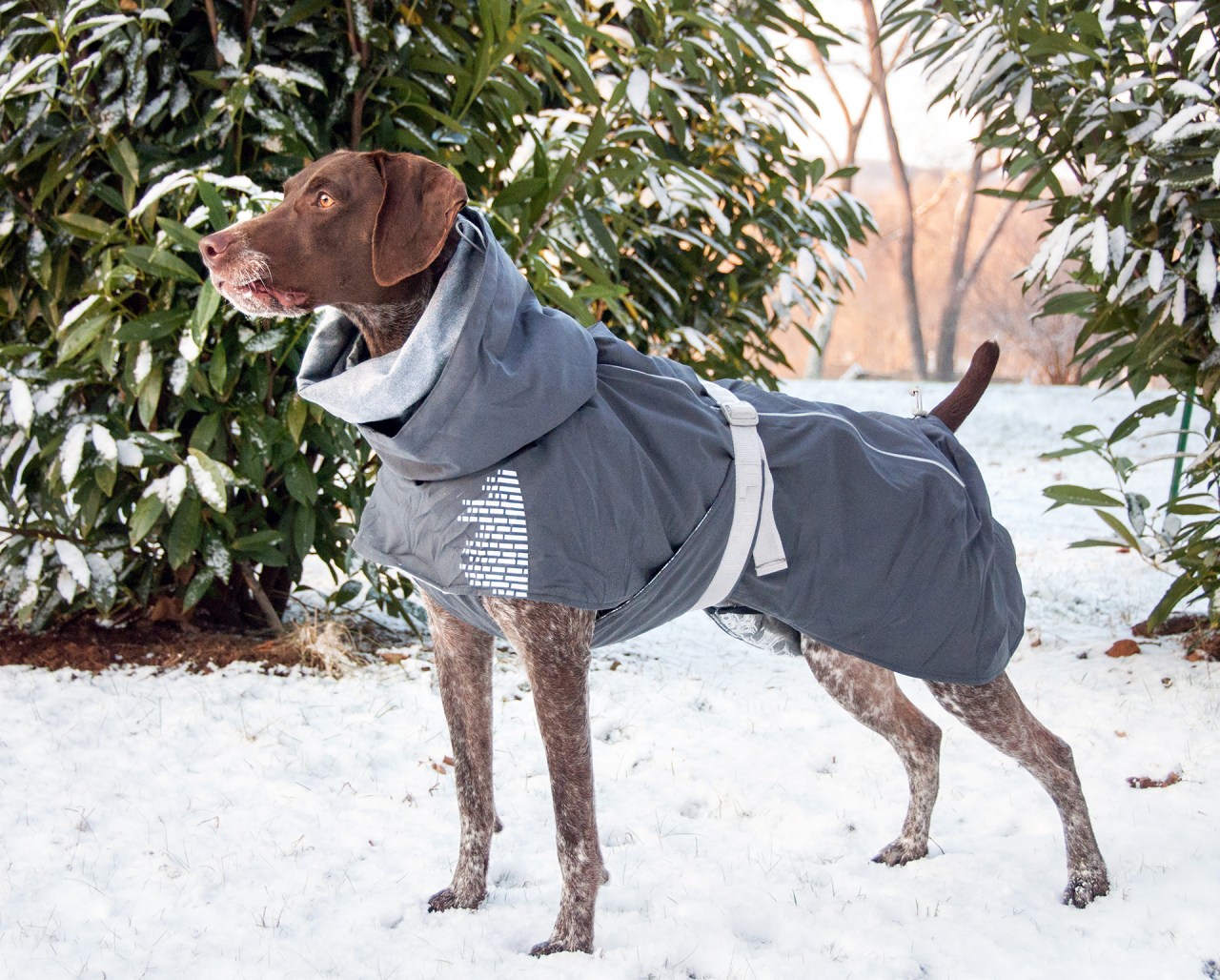 Review Hurtta Extreme Warmer Dog Jacket The Little GSP