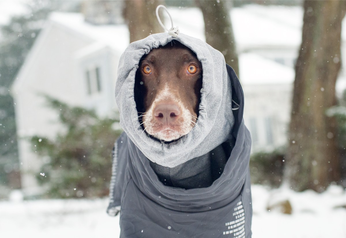 Review Hurtta Extreme Warmer Dog Jacket The Little GSP